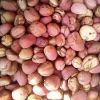 kola nut