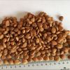 Apricot kernels, / apr...