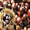 Chestnut for sale at w...