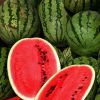 fresh water melon,Wate...