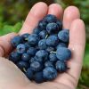 frozen blueberry and f...