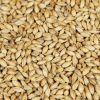Barley for Malt, Barle...
