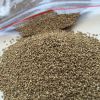  Celery Leaves/Dried Celery Seed High Quality Celery Seed 