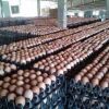 Fresh chicken Eggs for...