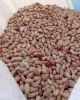 Kidney Beans Light Spe...