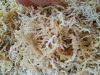 Irish Sea Moss