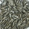 Sunflower Seeds