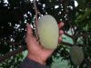 Mangoes