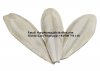 CUTTLEFISH BONE