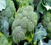 Fresh Broccoli 
