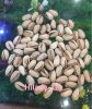 Raw Pistachio Nuts, Sh...