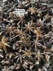 vietnam star anise autumn new crop 2023 dried product hot taste