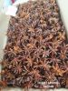 vietnam star anise autumn new crop 2023 dried product hot taste