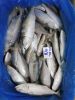 Indian Mackerel