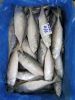 Indian Mackerel