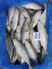Indian Mackerel