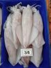 FROZEN High Quality loligo  squid