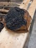 Chaga