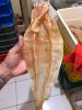 DRIED FISH MAW CORVINA...