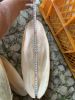 Cuttlefish Bone For Bi...