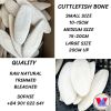 Cuttlefish Bone For Bi...