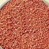 Sorghum