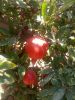 Fresh Pomegranates