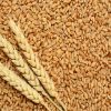 Wheat Grains Best Pric...