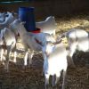 Pure Breed Live Saneen Goats for sale 