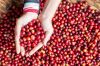 100% Colombian Arabica...