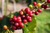 100% Colombian Arabica...