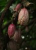 Cocoa Beans