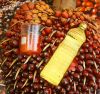 Palm oil - Oil palm fr...