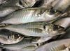 frozen fish "horse mackerel, abadeche, bogue, bonito, robio, mullet, snorer, gray sea bream, dentex, mackerel ..."