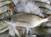 frozen fish "horse mackerel, abadeche, bogue, bonito, robio, mullet, snorer, gray sea bream, dentex, mackerel ..."