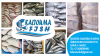 frozen fish "horse mackerel, abadeche, bogue, bonito, robio, mullet, snorer, gray sea bream, dentex, mackerel ..."