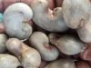 Cashew Nuts