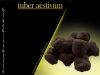 black truffle tuber ae...