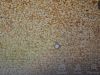Sesame seed