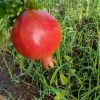 fresh Indian pomegranate