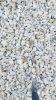 Limestone