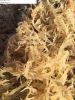 100% Organic Gold Dried Seamoss/ Eucheuma Cottonii Seaweed/ Irish Moss