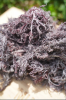 Best price Wild crafted Purple - GoldenIrish Seamoss / Dried Sea moss / Dried Seaweed