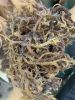 Wholesale Dried Purple Seamoss from Viet Nam/ Irish Moss from the beach