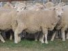 Live sheeps for sale 100% Healthy Pure Blood Romanov Sheep/ Lambs