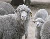 Live sheeps for sale 100% Healthy Pure Blood Romanov Sheep/ Lambs