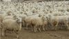 Live sheeps for sale 100% Healthy Pure Blood Romanov Sheep/ Lambs