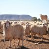 Live sheeps for sale 100% Healthy Pure Blood Romanov Sheep/ Lambs