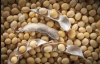 nigeria quality organi...