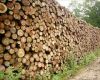 Timber